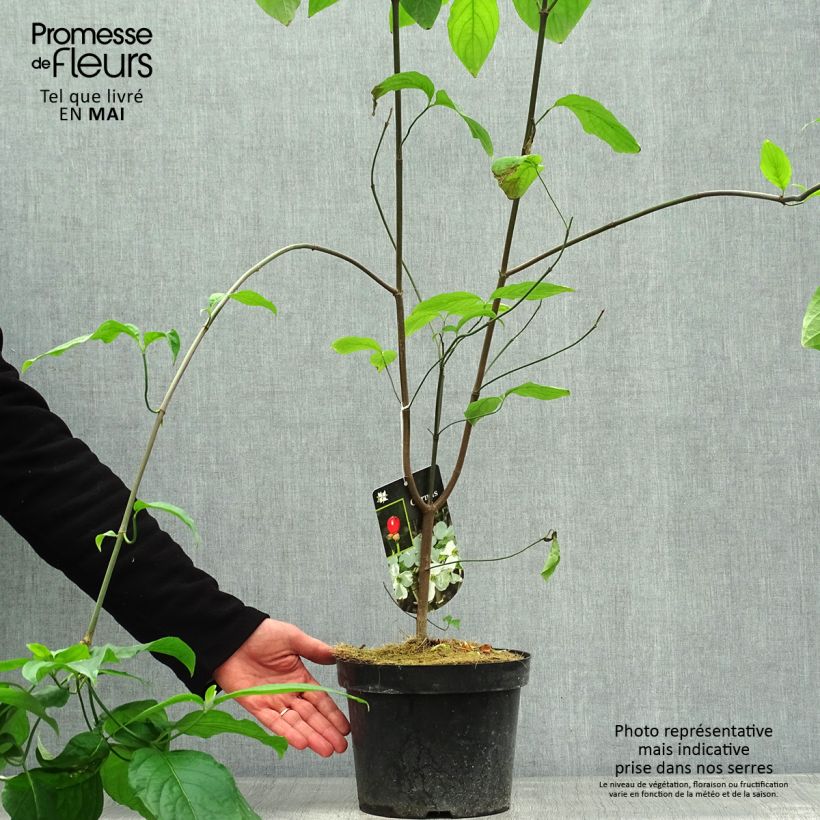 Cornus florida - Cornouiller à fleurs d'Amérique Pot de 2L/3LHauteur livrée env. 50/60cm esemplare consegnato in primavera