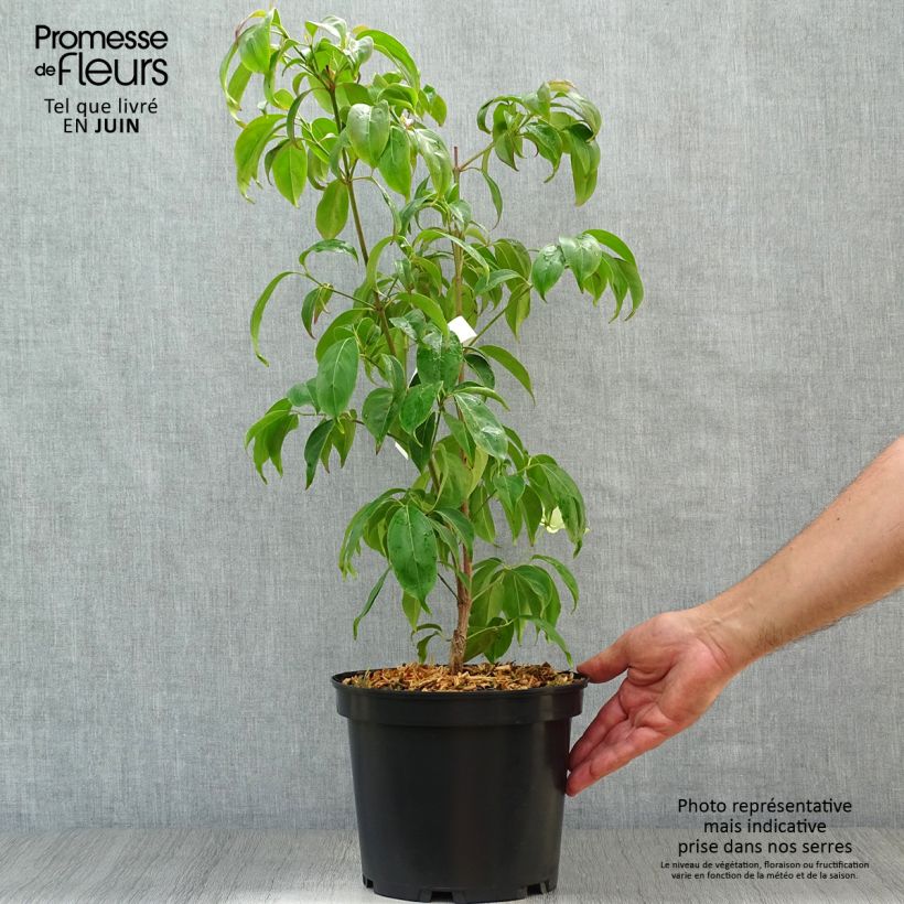 Esemplare di Cornus hongkongensis Vaso da 2L/3L consegnato in estate