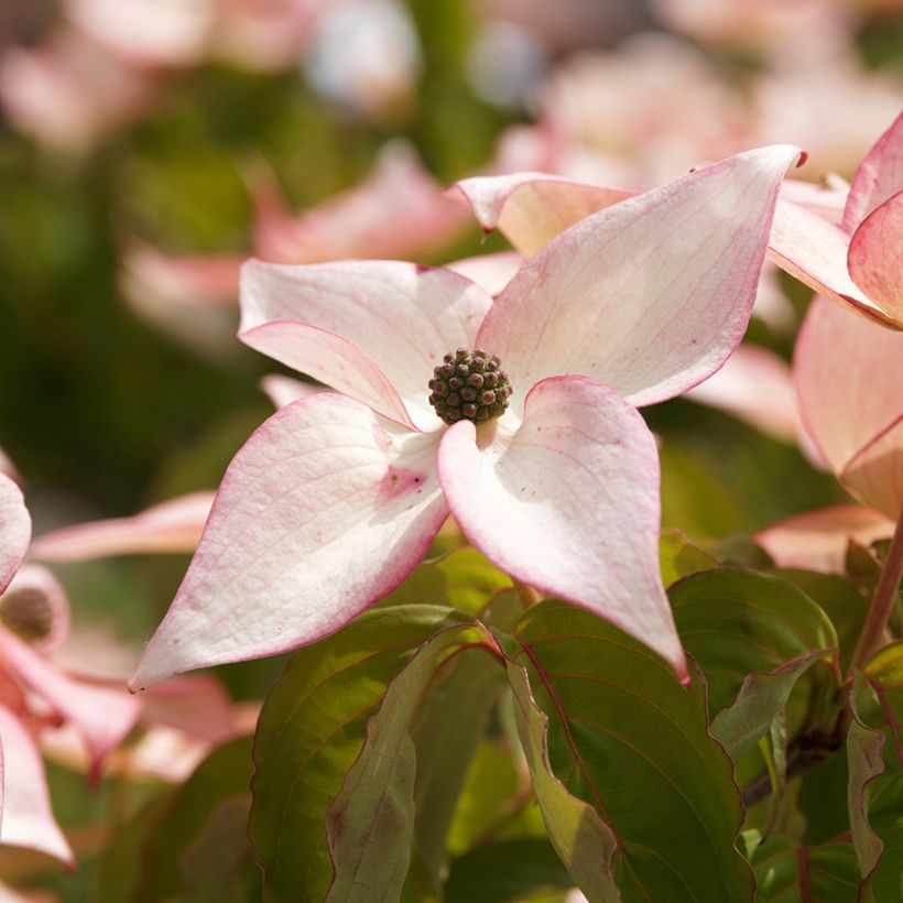 Cornus kousa Beni-fuji - Corniolo giapponese (Fioritura)