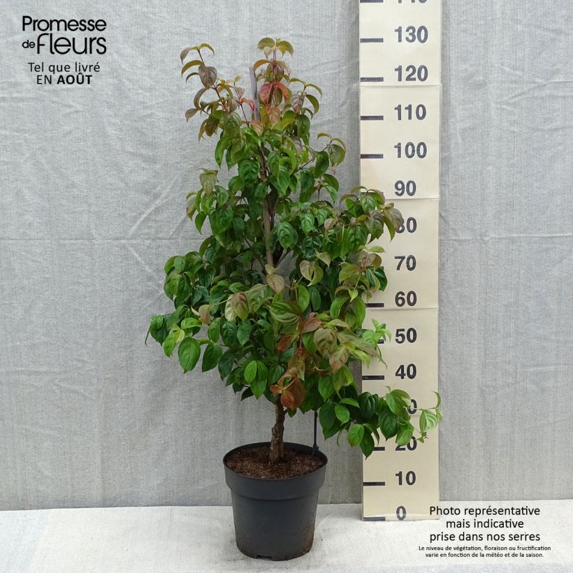 Esemplare di Cornus kousa Blooming Pink Tetra - Corniolo giapponese Vaso da 7,5L/10L consegnato in estate