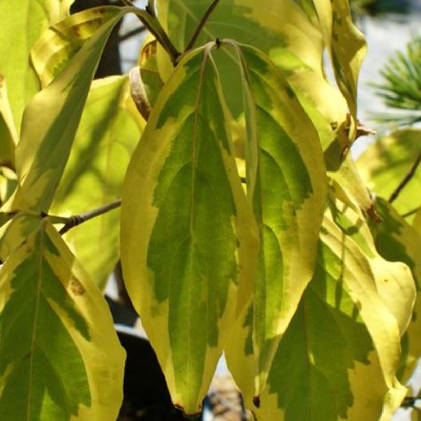Cornus kousa Bonfire - Corniolo giapponese (Fogliame)