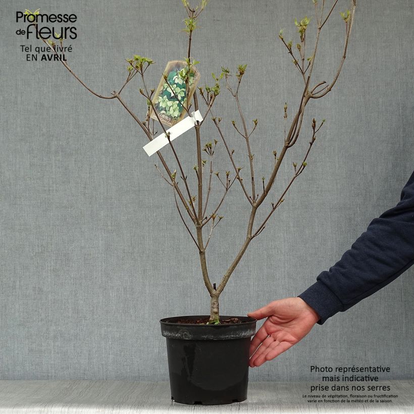 Cornus kousa China Girl - Corniolo giapponese Vaso da 4L/5L esemplare consegnato in primavera
