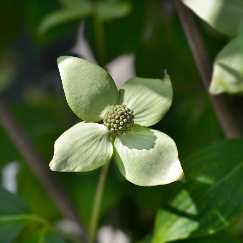 Cornus kousa China Girl - Corniolo giapponese (Fioritura)