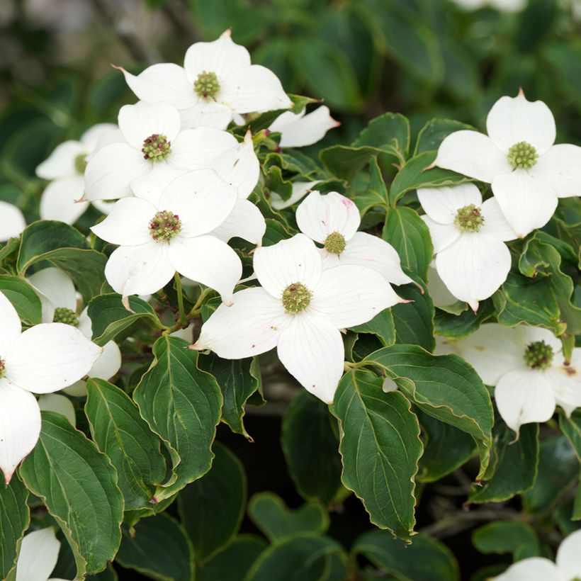 Cornus kousa Chinensis - Corniolo giapponese (Fioritura)