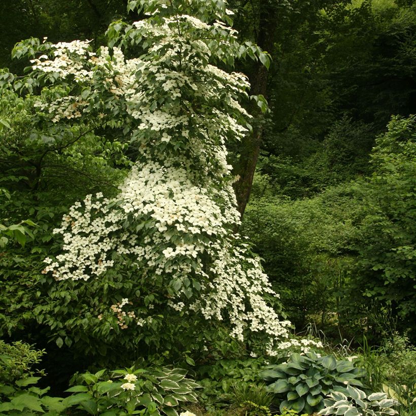 Cornus kousa Chinensis - Corniolo giapponese (Porto)
