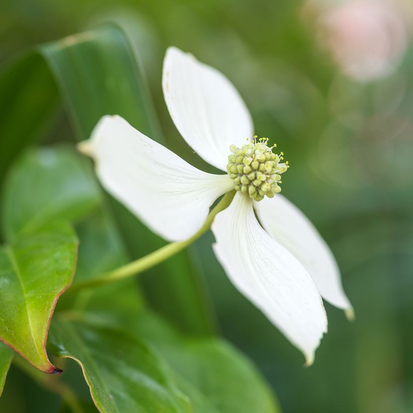 Cornus kousa (Fioritura)