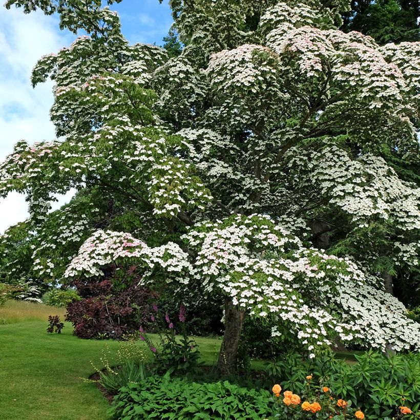 Cornus kousa (Porto)