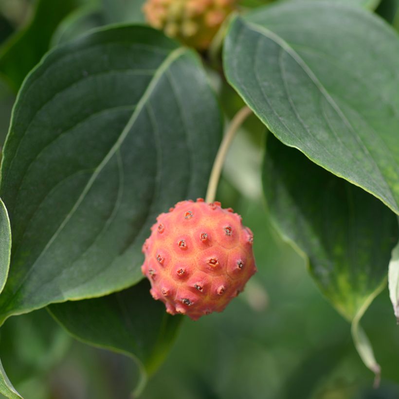 Cornus kousa Galilean - Corniolo giapponese (Raccolta)