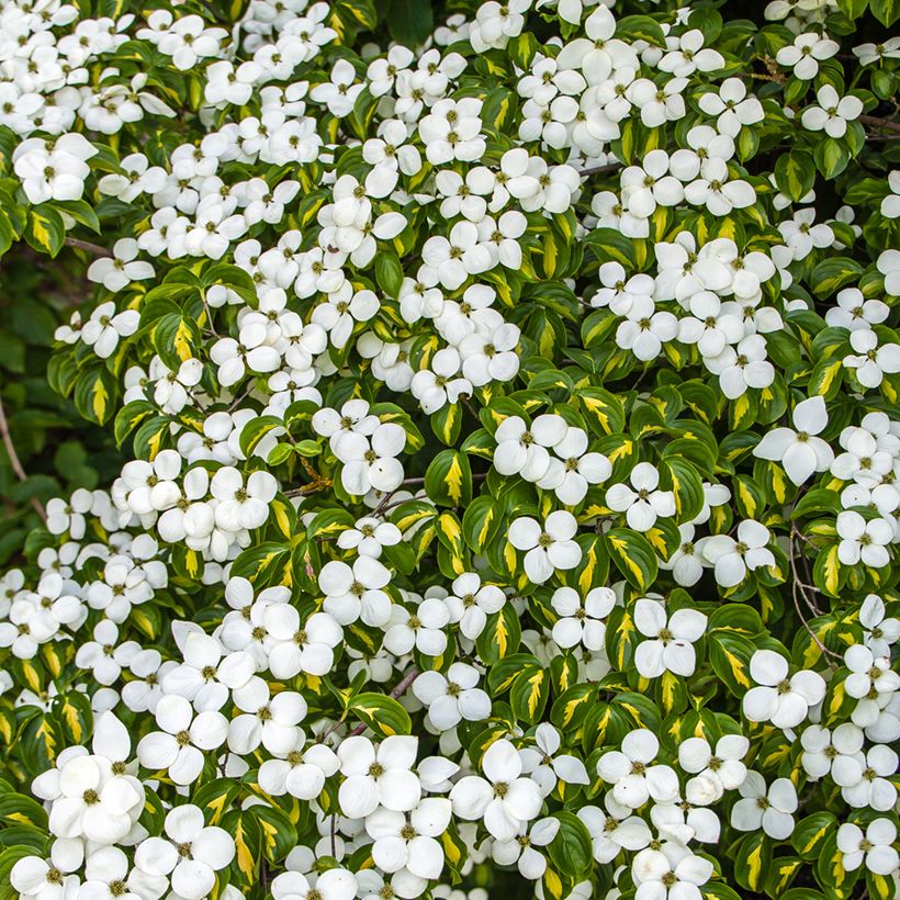Cornus kousa Gold Star - Corniolo giapponese (Fioritura)