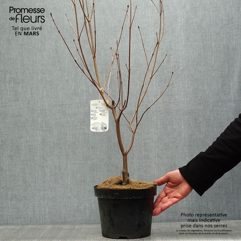 Cornus kousa Milky Way - Corniolo giapponese Vaso da 4L/5L esemplare consegnato in primavera