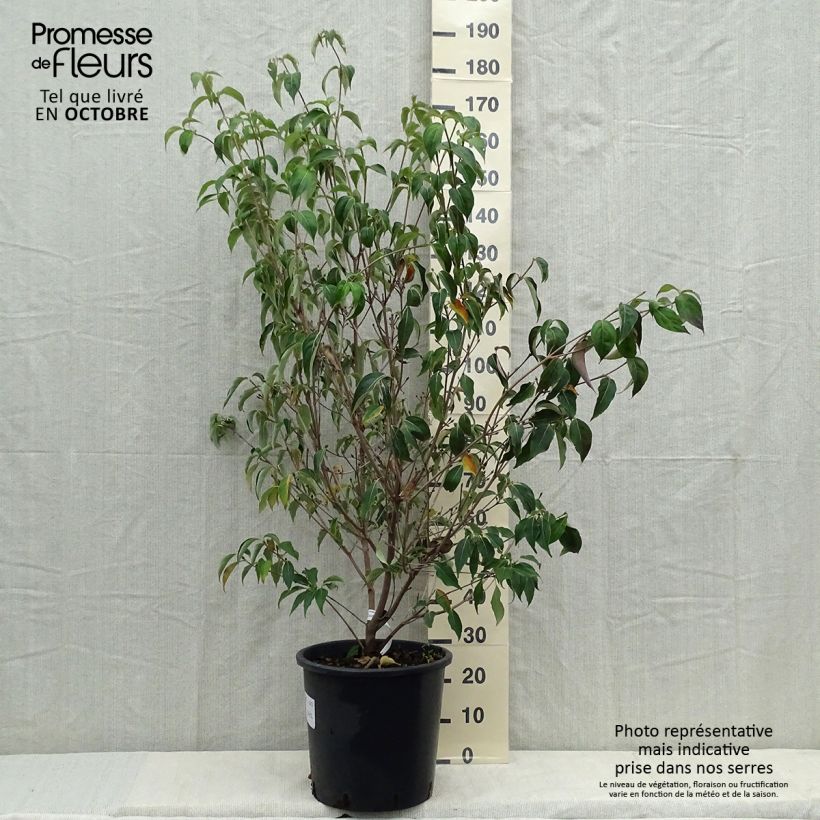 Esemplare di Cornus kousa Roberts Select - Corniolo giapponese Vaso da 20L/25L come consegnato in autunno