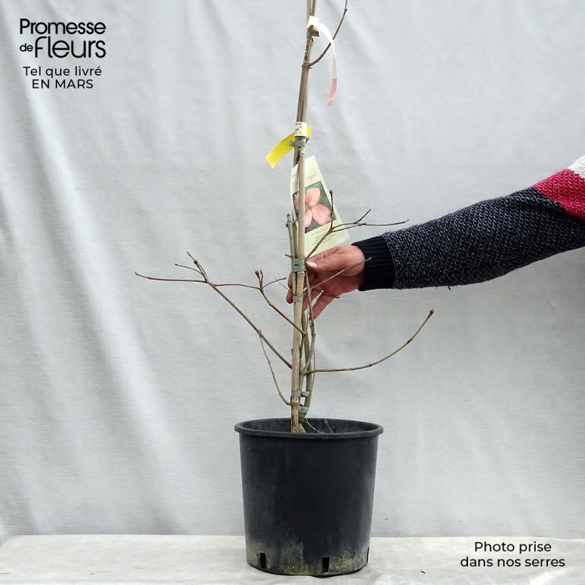 Cornus kousa Rosy Teacups - Corniolo giapponese Vaso da 7,5L/10L esemplare consegnato in primavera