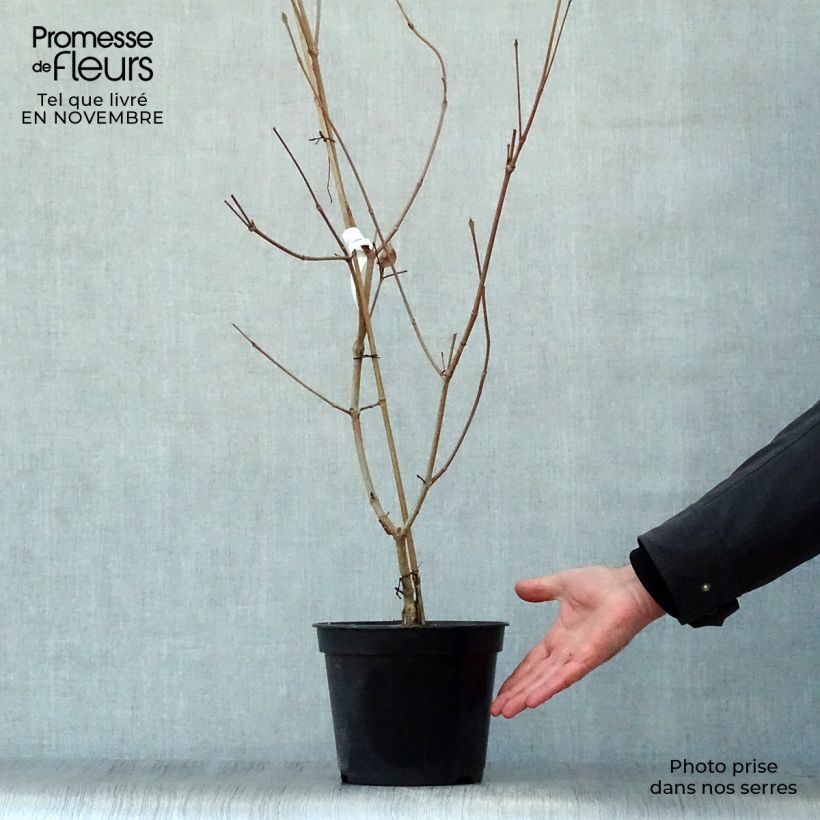 Esemplare di Cornus kousa Satomi - Corniolo giapponese Vaso da 4L/5L come consegnato in autunno