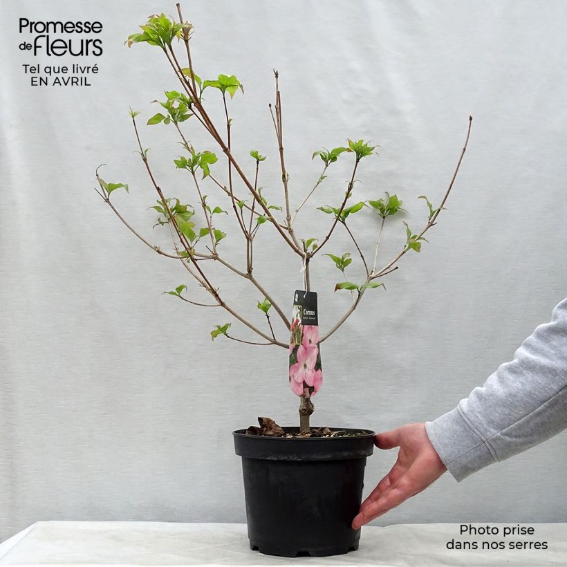 Cornus kousa Satomi - Corniolo giapponese Vaso da 4L/5L esemplare consegnato in primavera