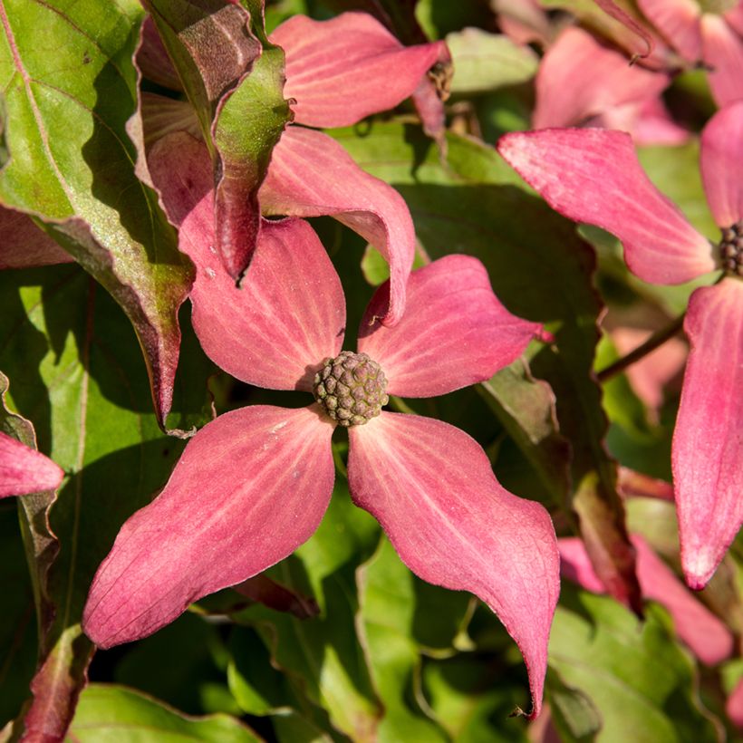 Cornus kousa Scarlet Fire - Corniolo giapponese (Fioritura)