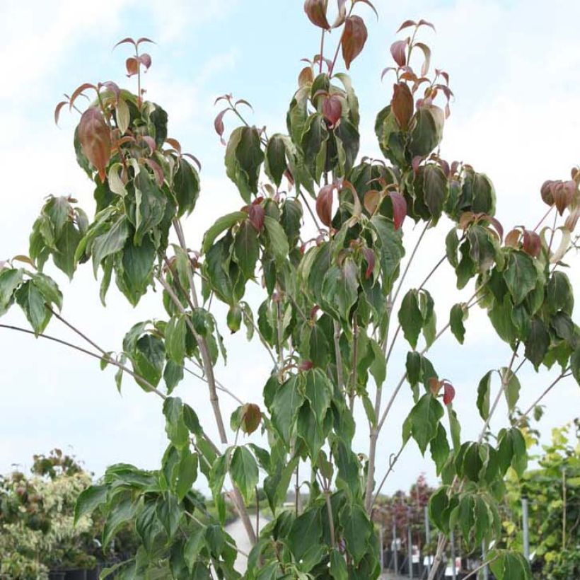 Cornus kousa Teutonia - Corniolo giapponese (Fogliame)