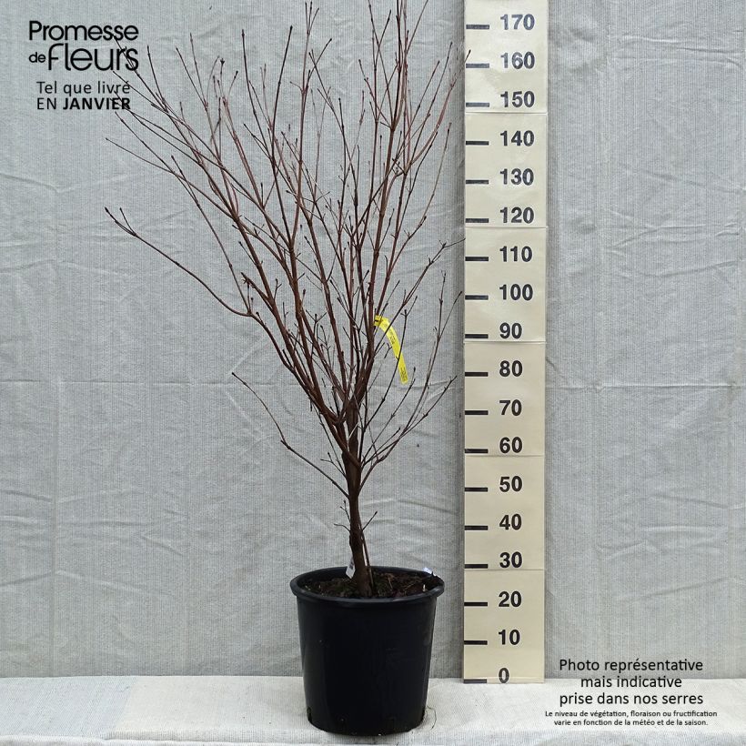 Cornus kousa Teutonia - Corniolo giapponese Vaso da 18L/20L esemplare consegnato in inverno