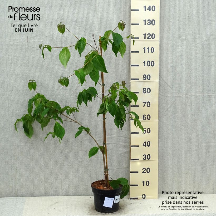 Esemplare di Cornus kousa Teutonia - Corniolo giapponese Vaso da 4L/5L consegnato in estate