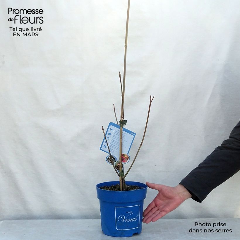 Cornus Venus - Corniolo da fiore Vaso da 6L/7L esemplare consegnato in primavera