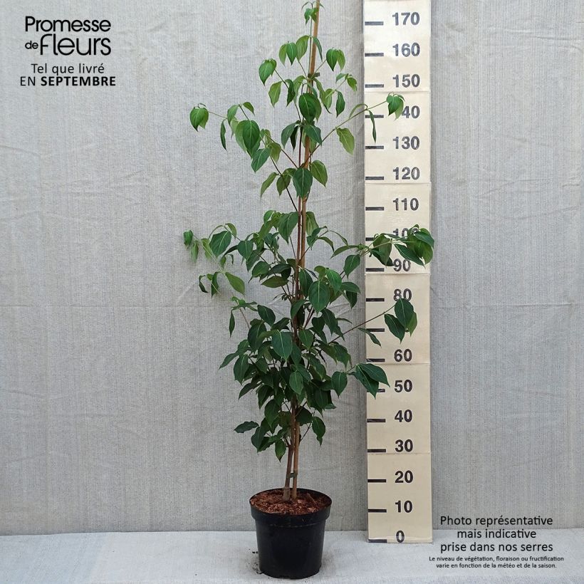 Esemplare di Cornus kousa subsp. chinensis Great Star - Corniolo da fiore Vaso da 7,5L/10L consegnato in estate
