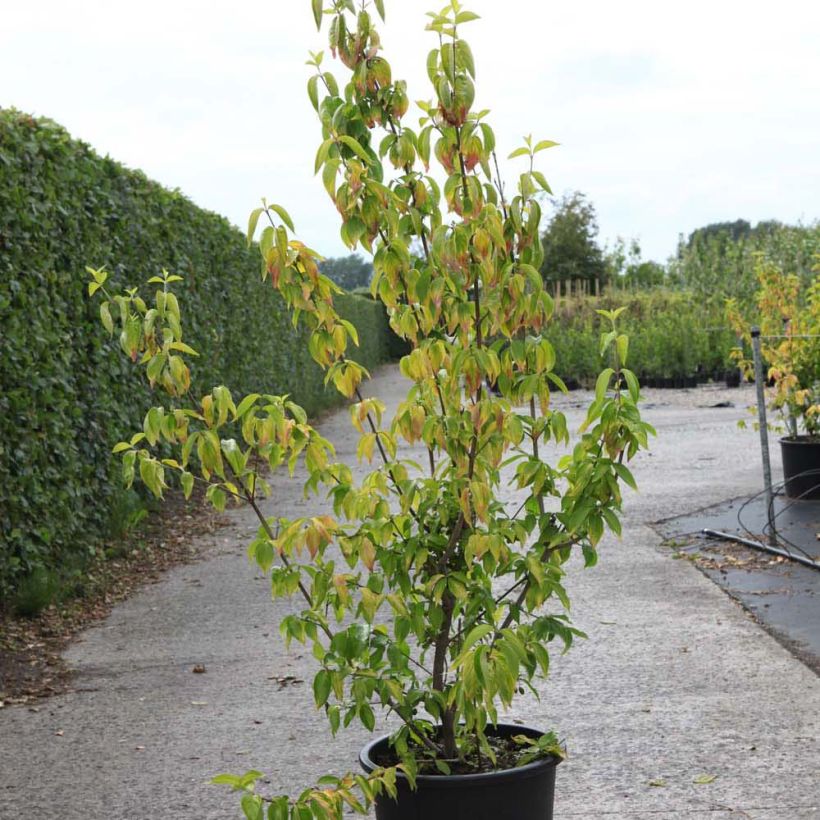 Cornus mas Aurea - Corniolo (Porto)