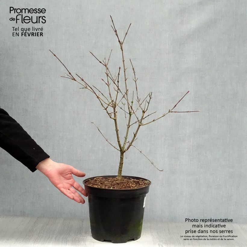 Cornus mas - Corniolo Vaso da 7,5L/10L esemplare consegnato in inverno