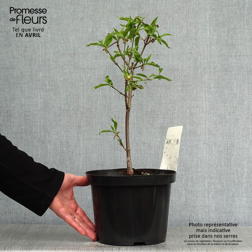 Cornus mas Jolico - Corniolo Vaso da 3L/4L esemplare consegnato in primavera