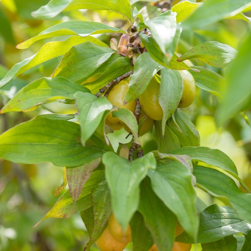 Cornus mas Jolico - Corniolo (Fogliame)