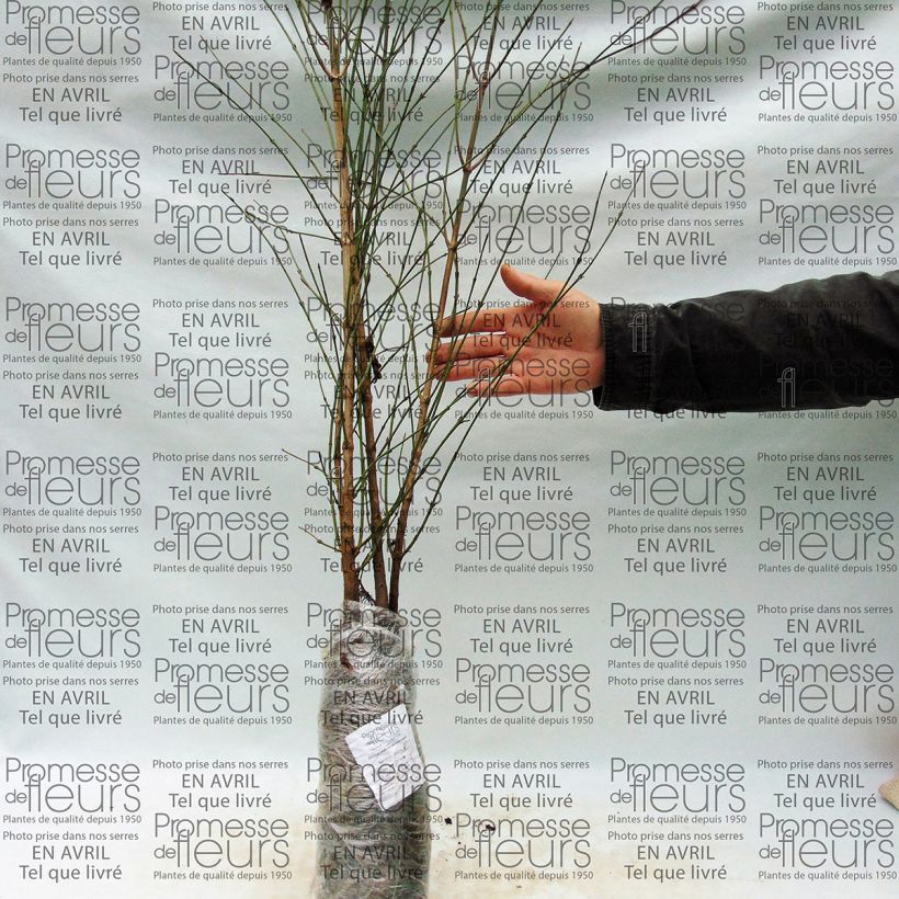 Esempio di esemplare Cornus mas - Corniolo Piante piccole a radice nuda come consegnato