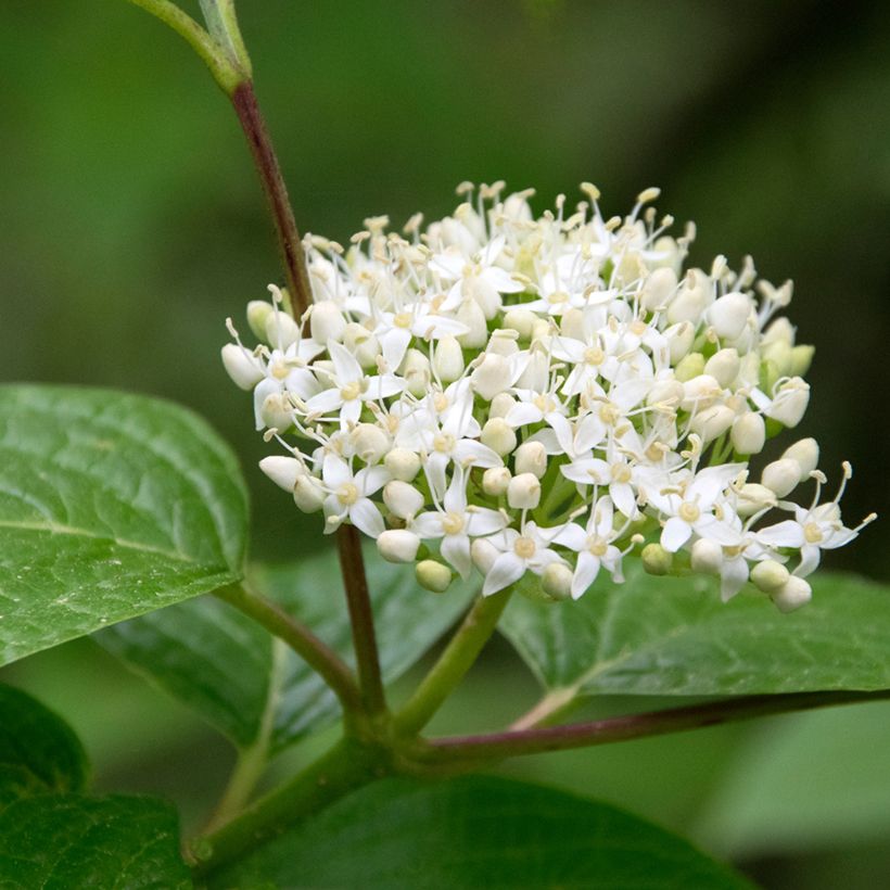 Sanguinella - Cornus sanguinea (Fioritura)