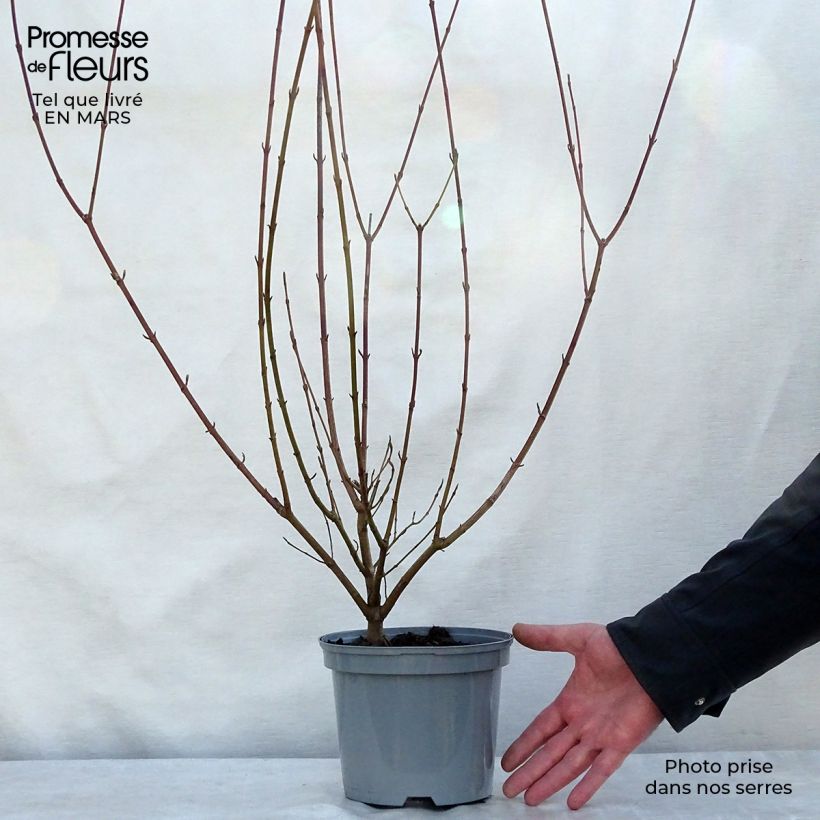Sanguinella - Cornus sanguinea Vaso da 2L/3L esemplare consegnato in primavera