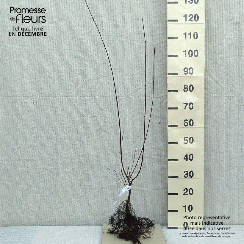 Sanguinella - Cornus sanguinea Piante piccole a radice nuda esemplare consegnato in inverno