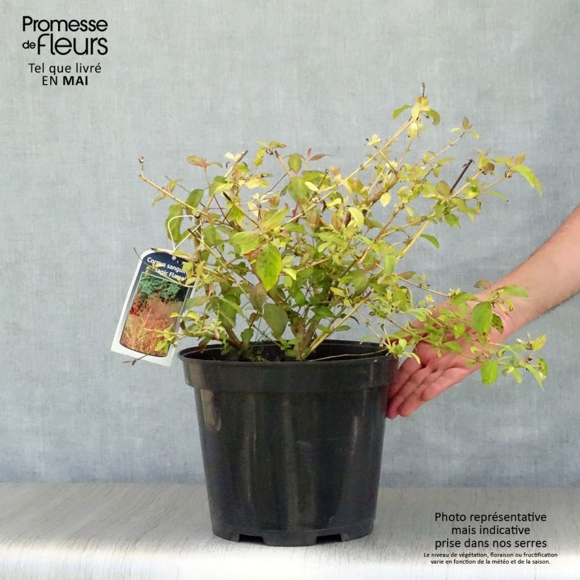 Cornus sanguinea Magic Flame Vaso da 7,5L/10L esemplare consegnato in primavera