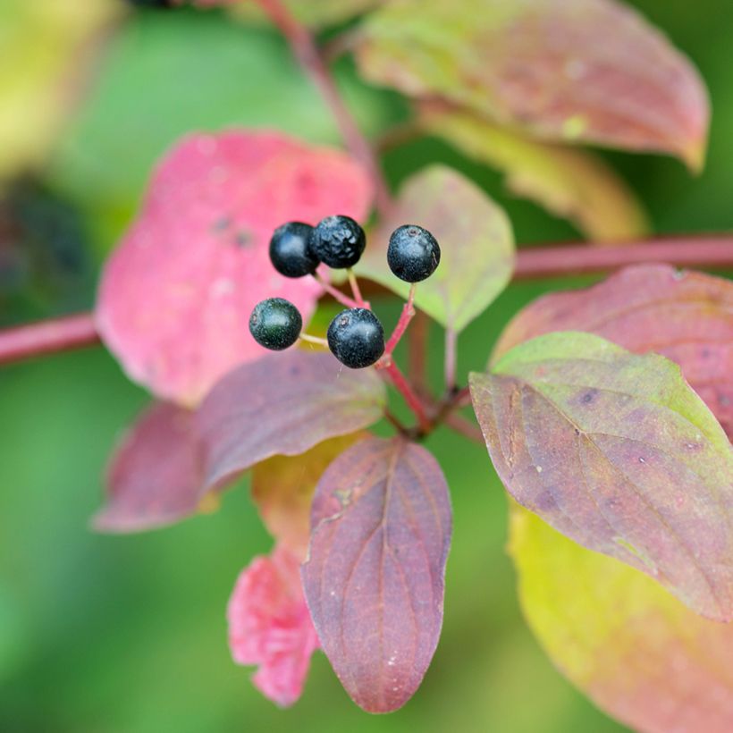 Cornus sanguinea Magic Flame (Raccolta)