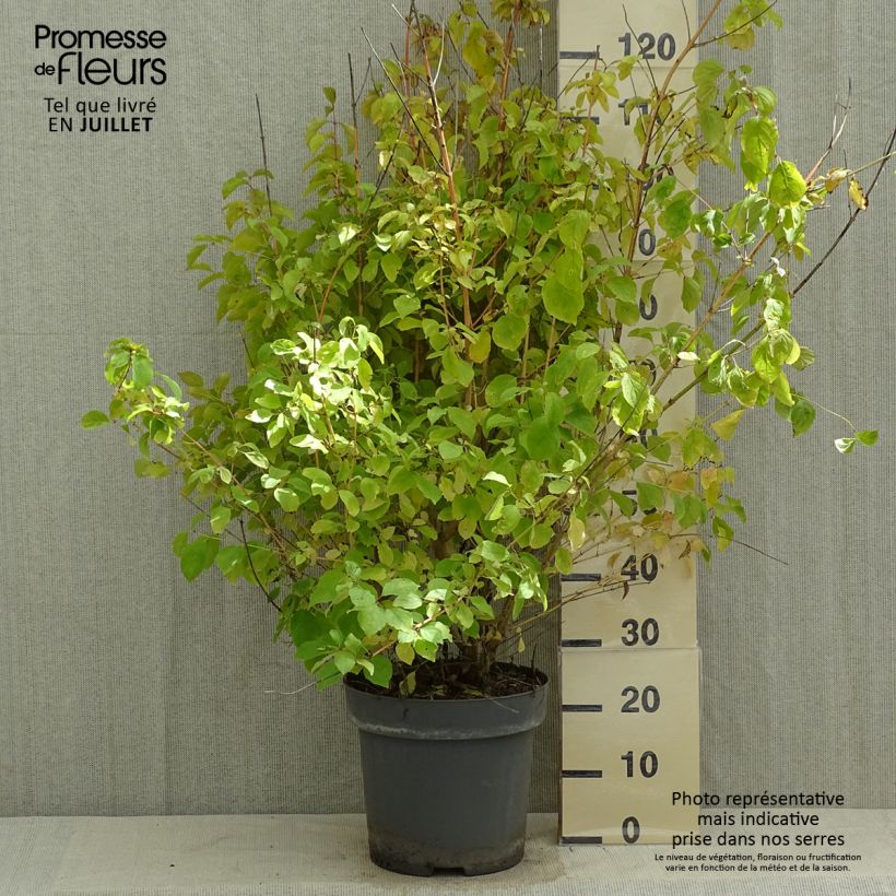 Esemplare di Cornus sanguinea Mid Winter Fire Vaso da 6L/7L consegnato in estate