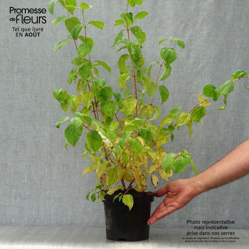 Esemplare di Cornus sanguinea Mid Winter Fire Vaso da 2L/3L consegnato in estate