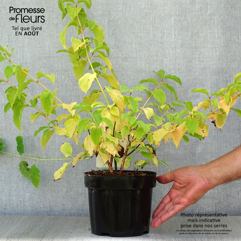 Esemplare di Cornus sanguinea Winter Beauty Vaso da 2L/3L consegnato in estate