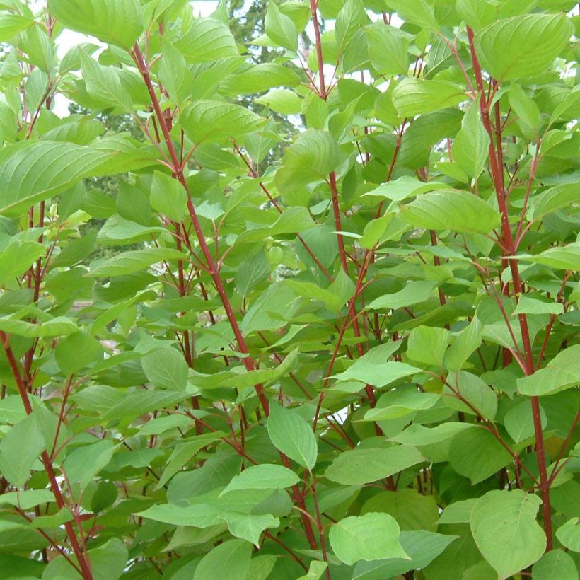 Cornus sericea Baileyi (Fogliame)