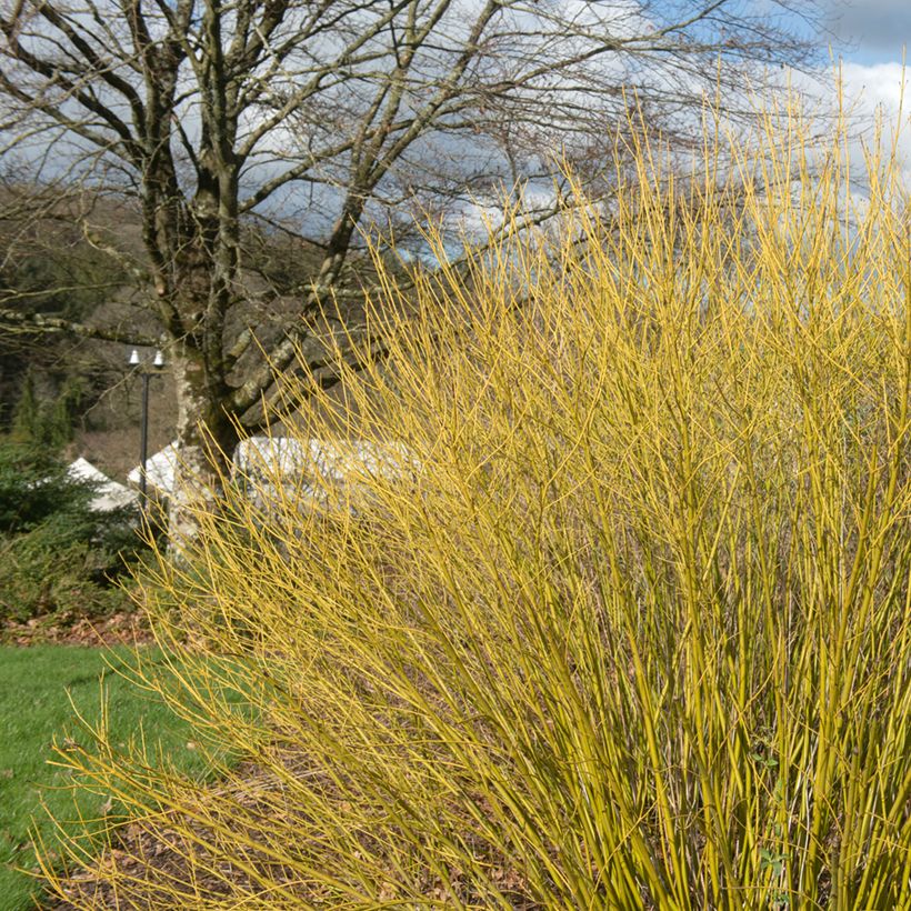 Cornus sericea Budd's Yellow (Porto)