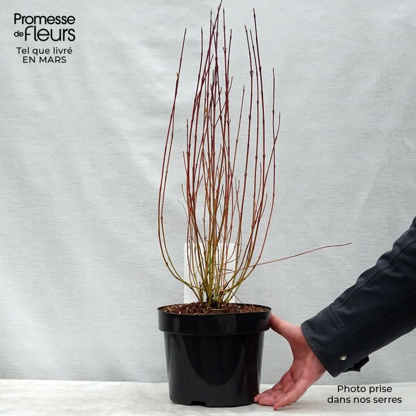 Cornus sericea Kelseyi - Cornouiller stolonifère Pot de 3L/4LHauteur livrée env. 30/40cm esemplare consegnato in primavera