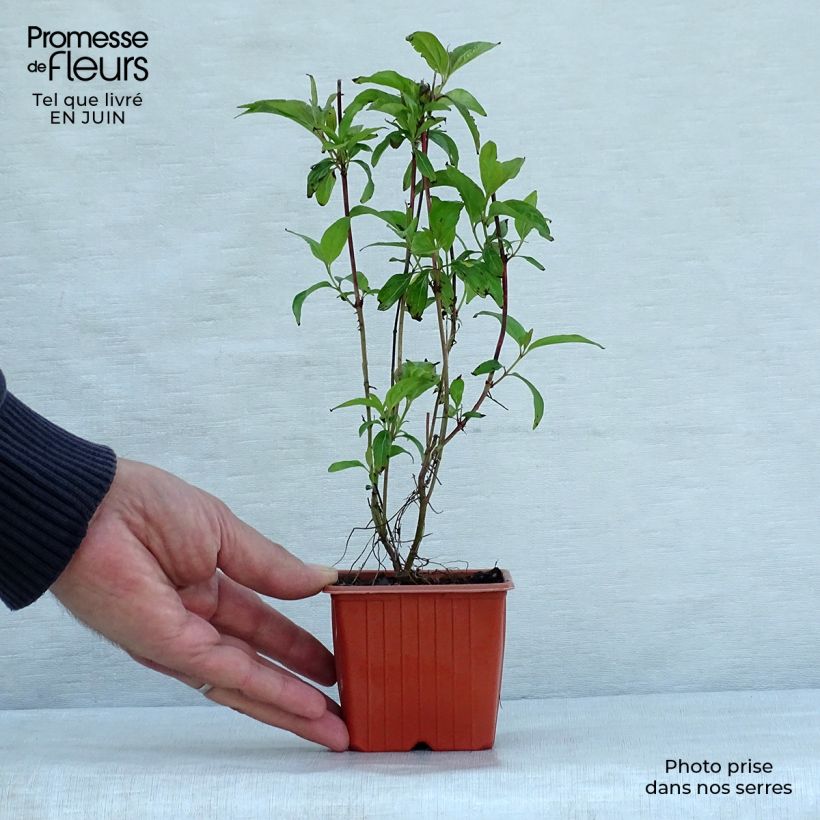 Esemplare di Cornus sericea Kelseyi Vasetto da 8/9 cm consegnato in estate