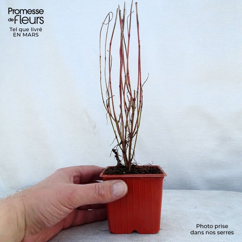 Cornus sericea Kelseyi - Cornouiller stolonifère Godet de 8/9 cmHauteur livrée env. 10/15cm esemplare consegnato in primavera