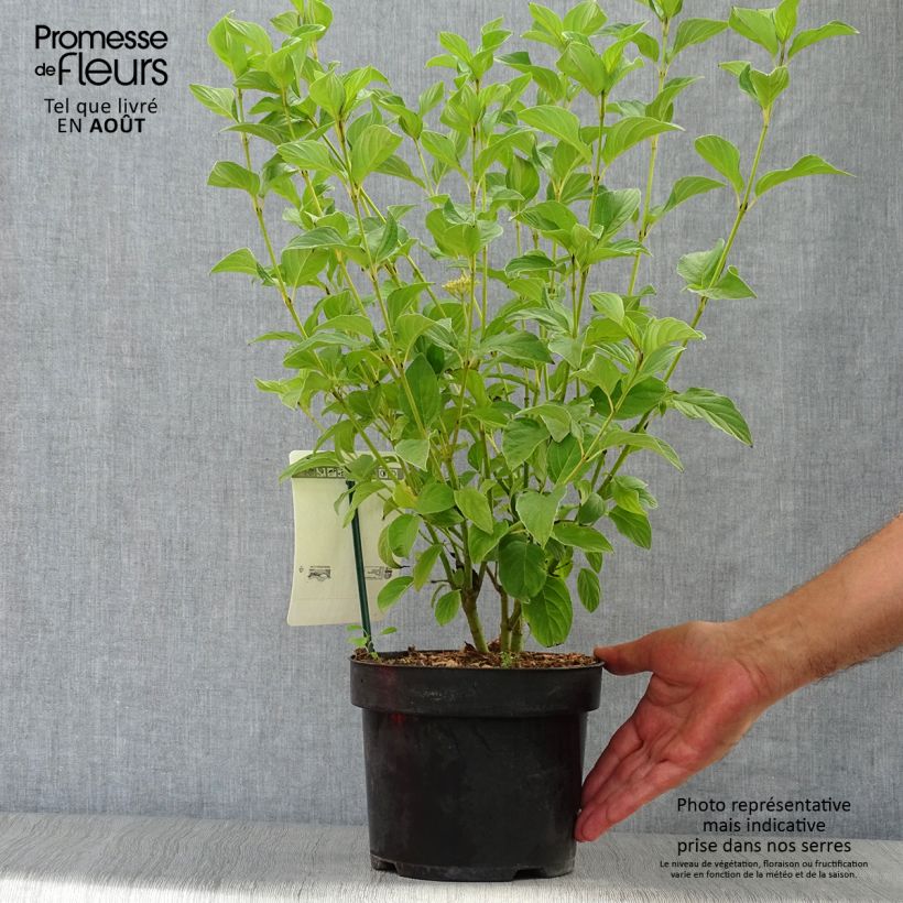 Esemplare di Cornus sericea Flaviramea Vaso da 3L/4L consegnato in estate