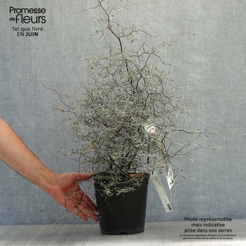 Esemplare di Corokia cotoneaster Little prince Vaso da 4L/5L consegnato in estate