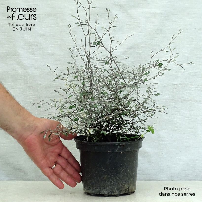 Esemplare di Corokia cotoneaster Vaso da 1L/1,5L consegnato in estate