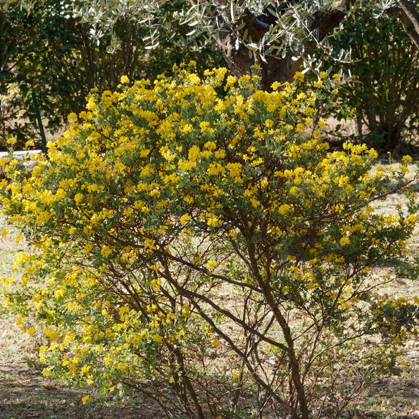 Hippocrepis emerus - Cornetta dondolina (Porto)