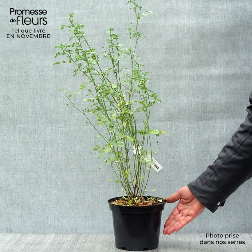 Esemplare di Coronilla valentina subsp. glauca Vaso da 2L/3L come consegnato in autunno