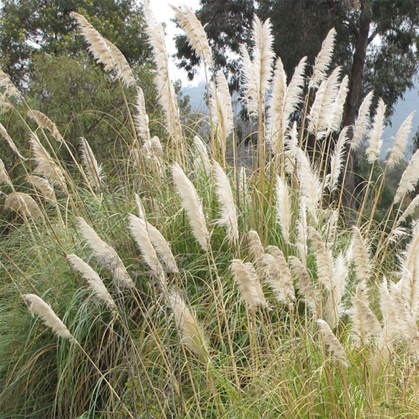 Cortaderia selloana - Erba delle Pampas (Fioritura)