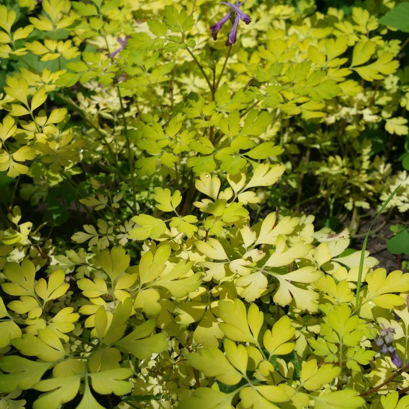 Corydalis Berry Exciting (Porto)
