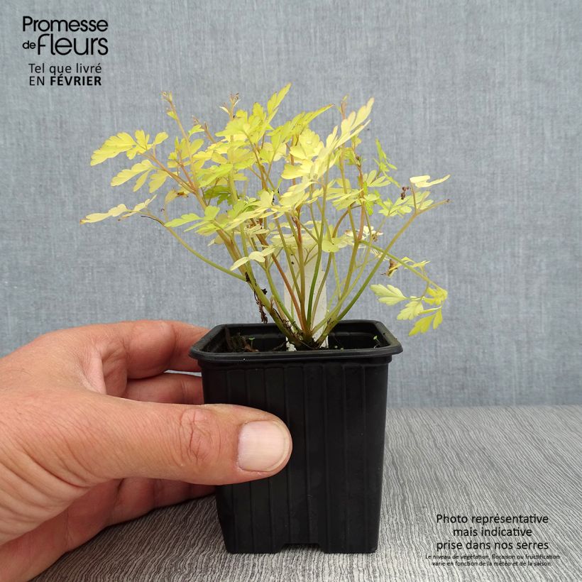 Esemplare di Corydalis Berry Exciting Vasetto da 8/9 cm come consegnato in autunno